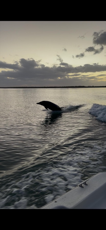 A wild dolphin silhouetted leaping at sunset on calm water near Marco Island, Florida