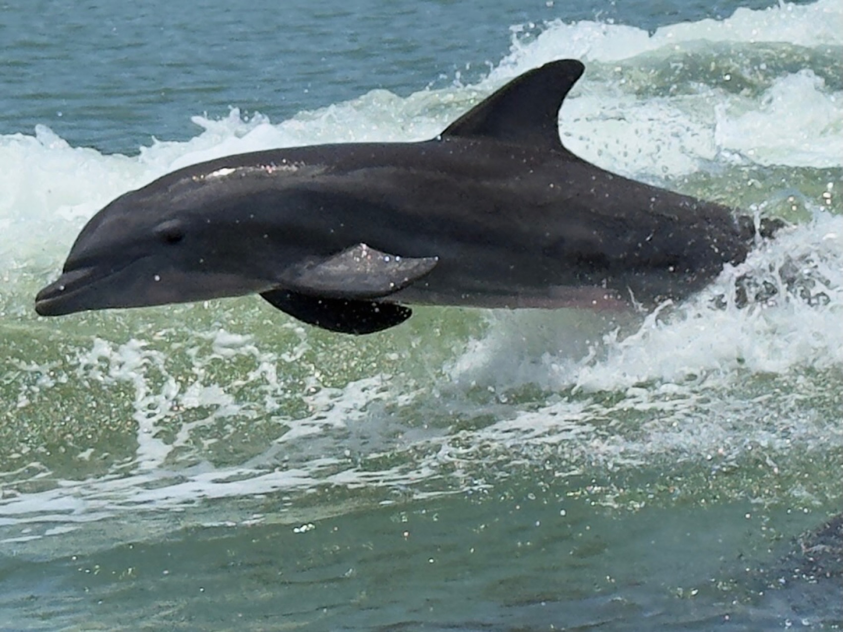 A wild bottlenose dolphin leaping from the boat wake on a Sand Dollar dolphin tour near Marco Island, Florida