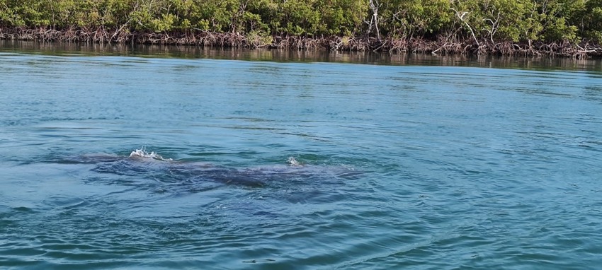 Manatee surfacing in turquoise water near the mangroves on a Sand Dollar wildlife tour, Marco Island