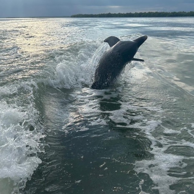 Wild dolphin on a Sand Dollar dolphin watching tour in the Ten Thousand Islands