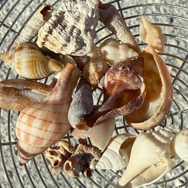 Rare seashell finds from a Sand Dollar shelling tour on Marco Island