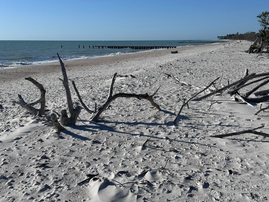 Driftwood scattered across a white-sand mangrove island beach under blue sky near Marco Island, Florida
