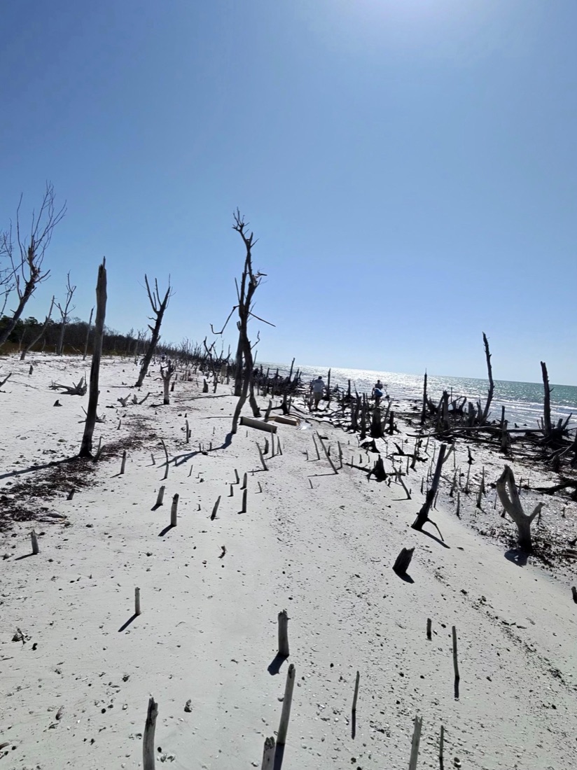 The driftwood 'ghost forest' on a white-sand beach at Cape Romano near Marco Island, Florida