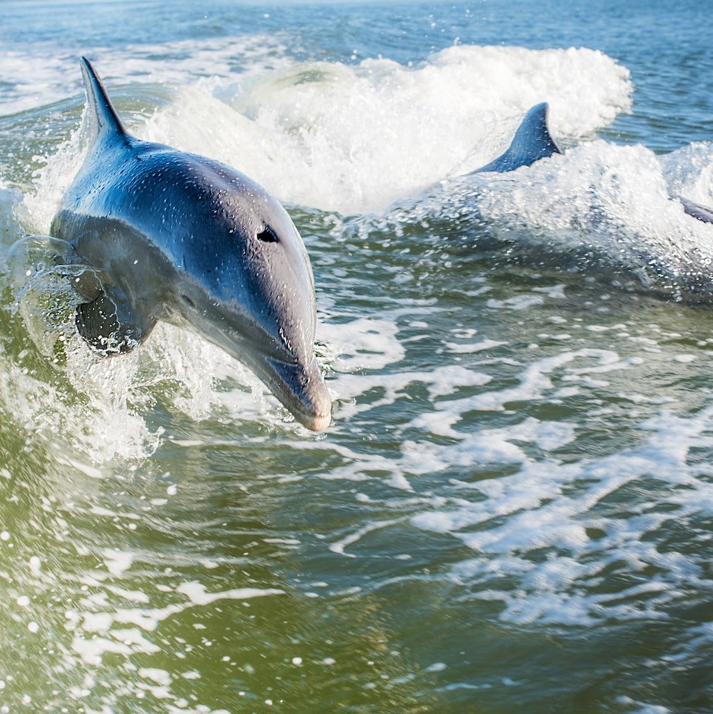 A wild dolphin riding the wake on a Sand Dollar dolphin excursion in Southwest Florida