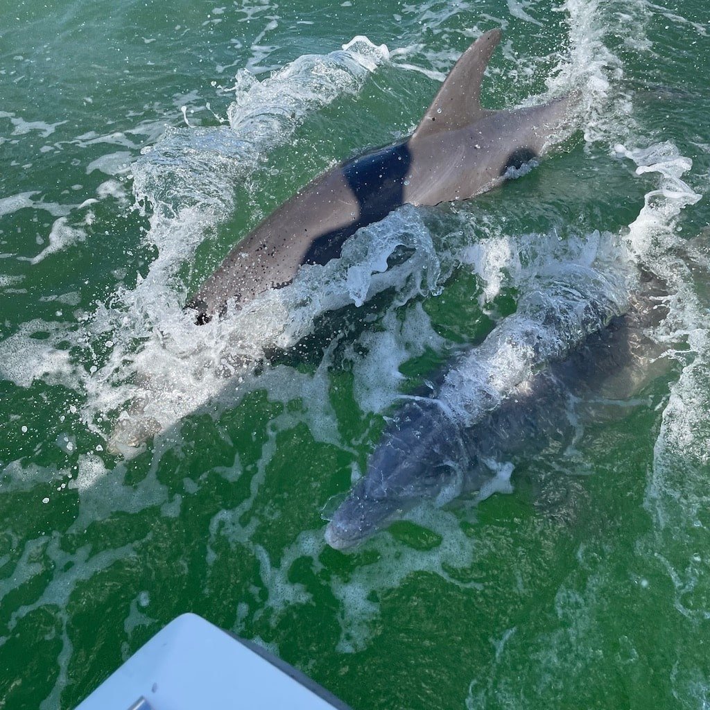 A wild dolphin breaking the surface on a Sand Dollar dolphin-watching tour near Naples, Florida