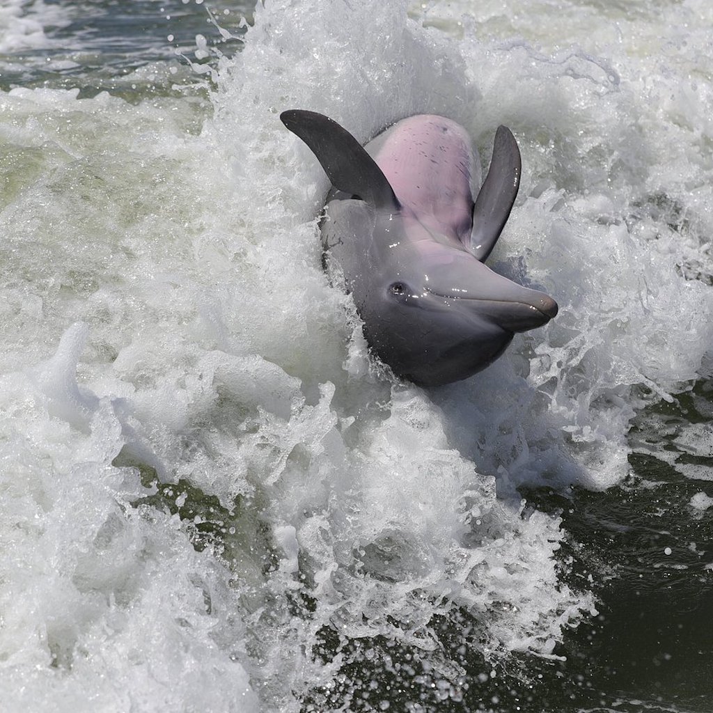 A wild bottlenose dolphin surfacing through white water beside the boat in Southwest Florida