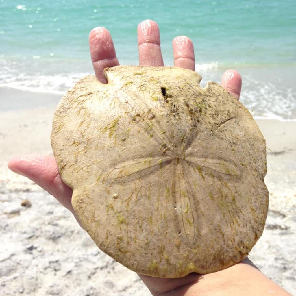A hand holding a perfect sand dollar found on a beach near Naples, Florida