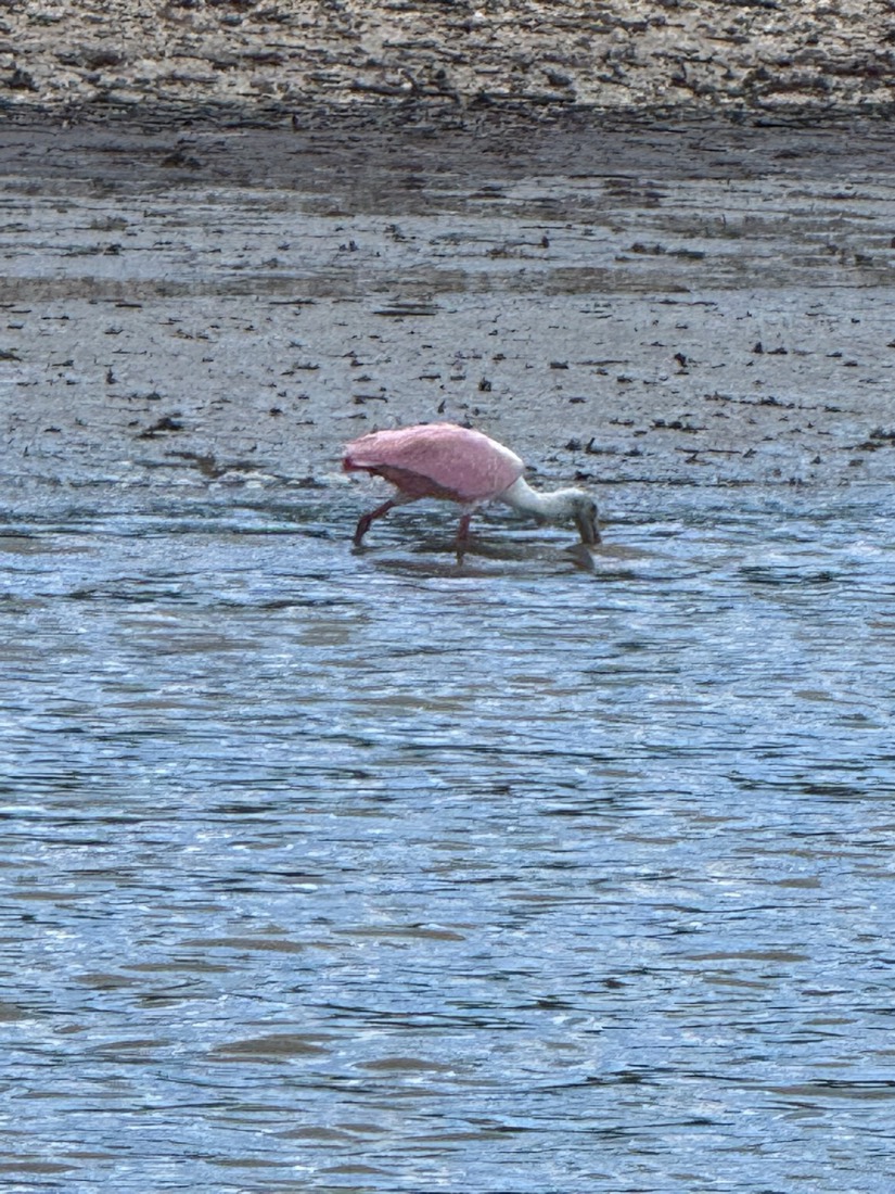 Roseate spoonbill wading in the shallows, spotted on a Sand Dollar eco and wildlife tour