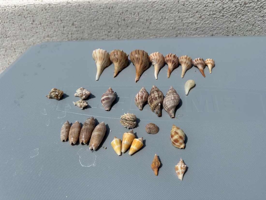 A morning's haul of whelks, conchs and rare shells from a Sand Dollar shelling adventure