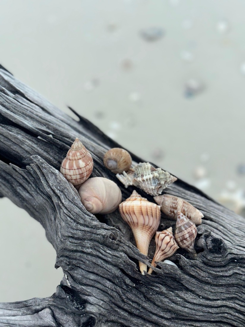Rare seashells collected on a Sand Dollar shelling tour resting on driftwood, Marco Island