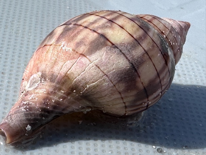 Macro close-up of a banded tulip shell collected near Marco Island, Florida