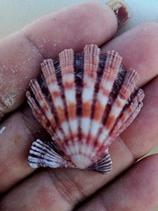 A colorful calico scallop shell held in a palm, Marco Island shelling tour
