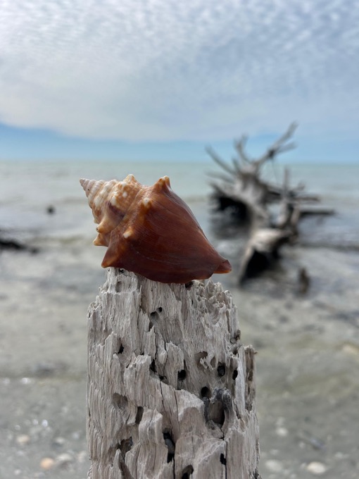 A Florida fighting conch shell resting on driftwood on a Marco Island beach