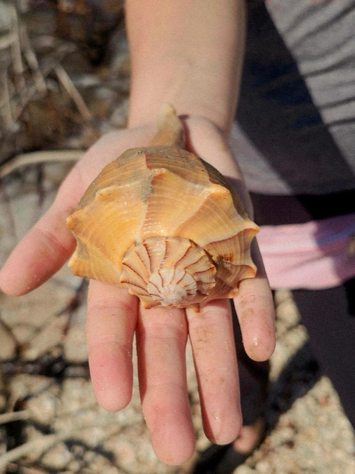A child holding a large lightning whelk shell on a Marco Island shelling beach