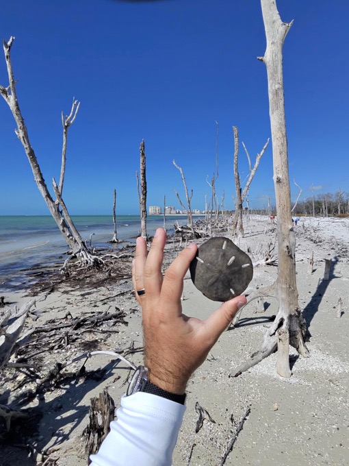 A hand holding a perfect sand dollar on a driftwood beach near Marco Island, Florida