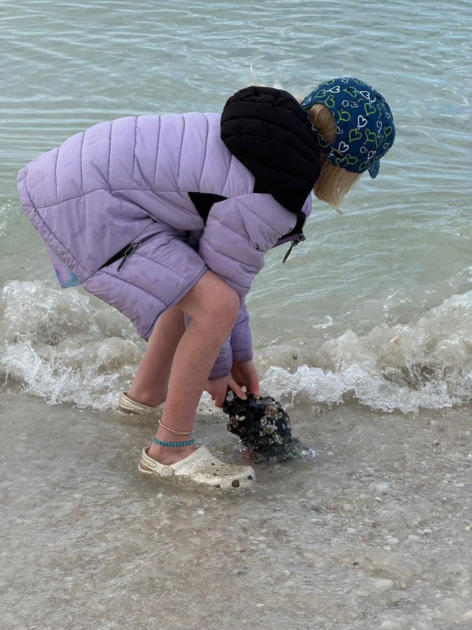 A child bending down to pick up shells at the surf line on a Marco Island shelling tour
