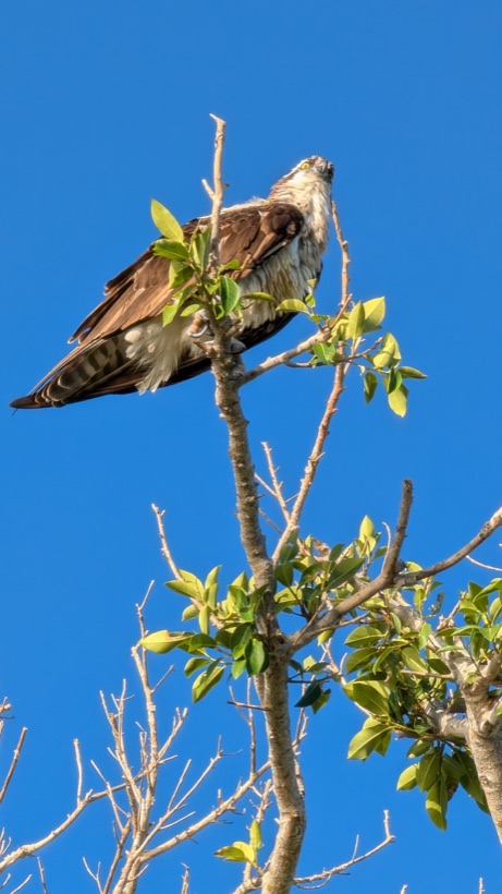 An osprey perched on a mangrove snag against blue sky on a Marco Island wildlife tour