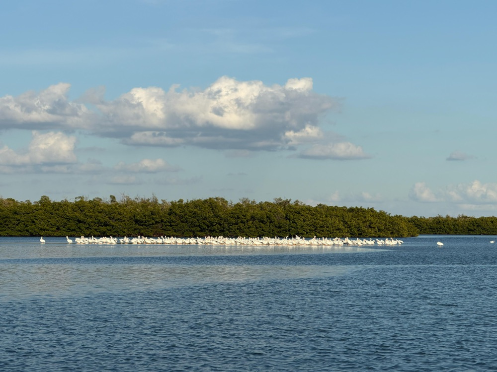 A large flock of white pelicans resting on a sandbar near mangroves, Marco Island wildlife tour