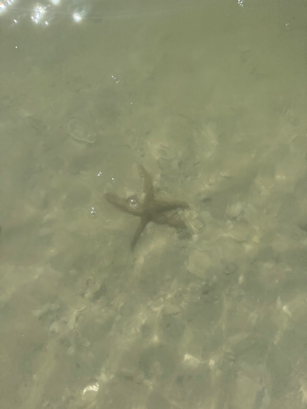 A sea star in clear shallow turquoise water over a sandy bottom near Marco Island, Florida