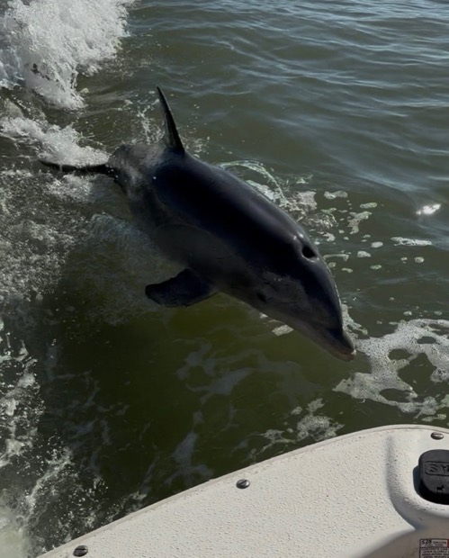 A wild bottlenose dolphin surfacing beside a Sand Dollar boat near Naples, Florida