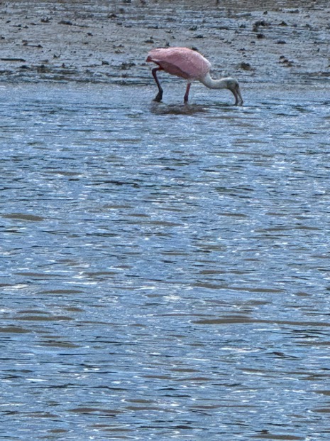 A pink roseate spoonbill wading in the shallows of the Ten Thousand Islands near Marco Island, Florida